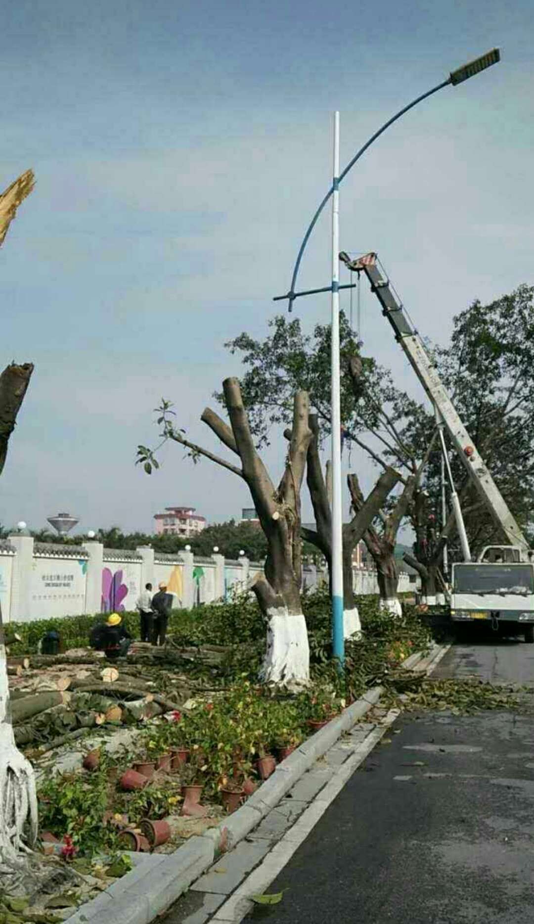 佛山专业砍树工程队承接小区危树砍伐处理 园林街道树木修枝砍树伐木工程