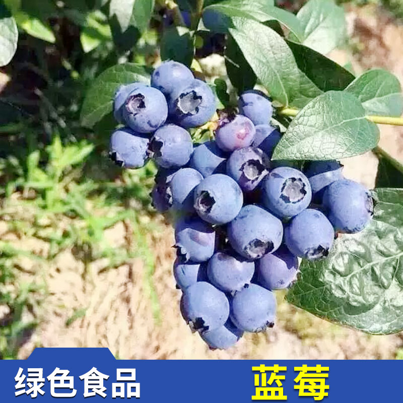 稼和农业科技供应蓝莓 新鲜浆果之王甸果蓝莓批发 量大价优欢迎致电图片