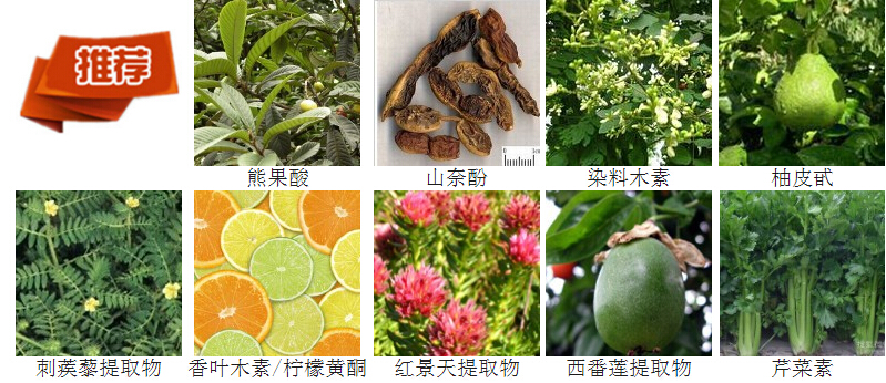 西安市贯叶连翘提取物 金丝桃素0.3%厂家贯叶连翘提取物 金丝桃素0.3%