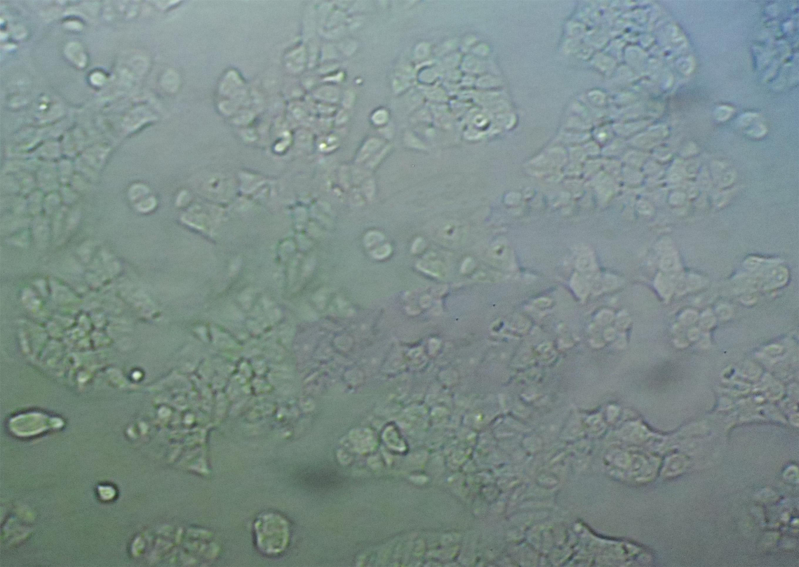 FRhK-4细胞永生化恒河猴胚肾