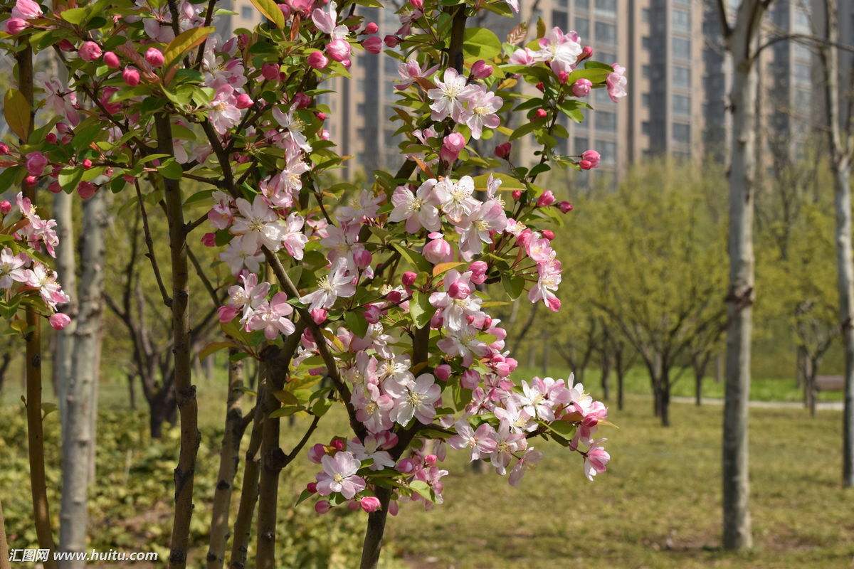 山东西府海棠种植基地直销价格