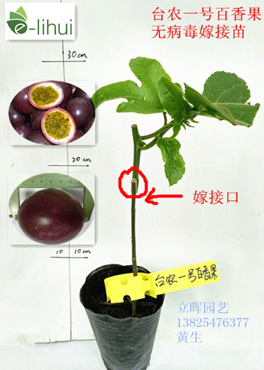 百香果苗 广东百香果苗供应 广东百香果苗 惠州百香果苗价格 博罗县百香果苗批发图片