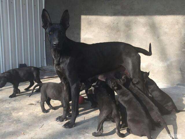 哪有卖黑狼犬的多少钱一只，纯黑纯种德国牧羊犬哪里有卖，3个来月的黑狼犬多少钱图片