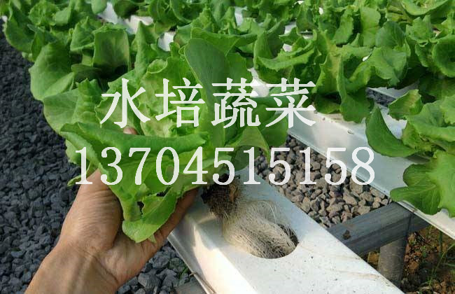 水培蔬菜生产，水培蔬菜种植，你不水培蔬菜生产与种植图片