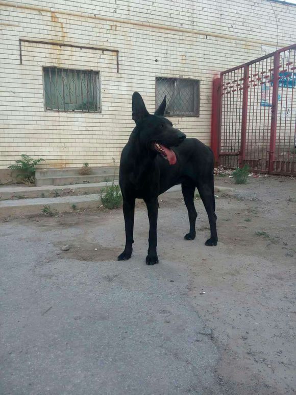 哪有卖黑狼犬的多少钱一只，纯黑纯种德国牧羊犬哪里有卖，3个来月的黑狼犬多少钱 墨界黑狼犬