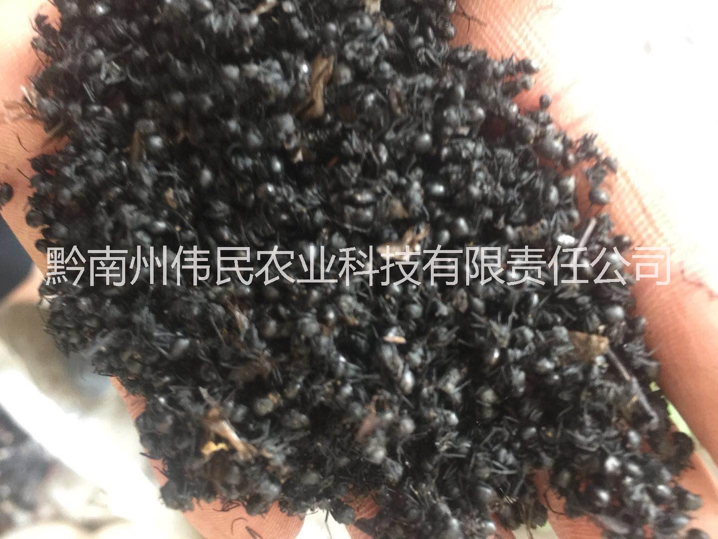 贵州黔南黑蚂蚁 13638546628 黑蚂蚁批发 贵州黑蚂蚁 黑蚂蚁供应商 黑蚂蚁