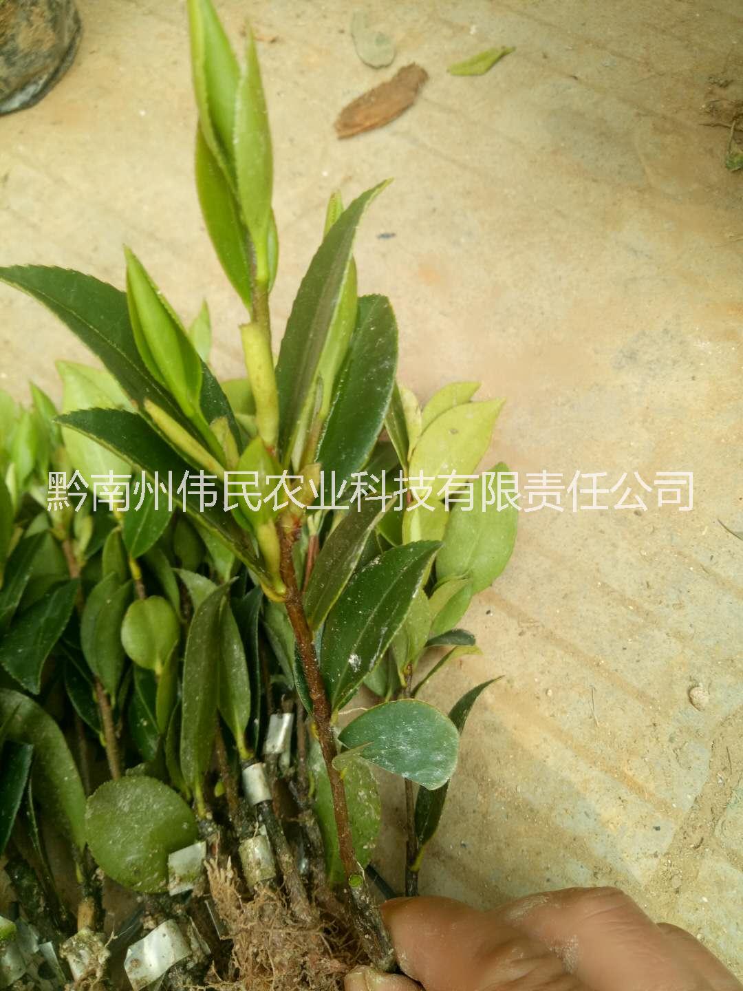 贵州黔南油茶苗 13638546628 油茶苗价格 贵州油茶苗 油茶苗供应商 油茶苗