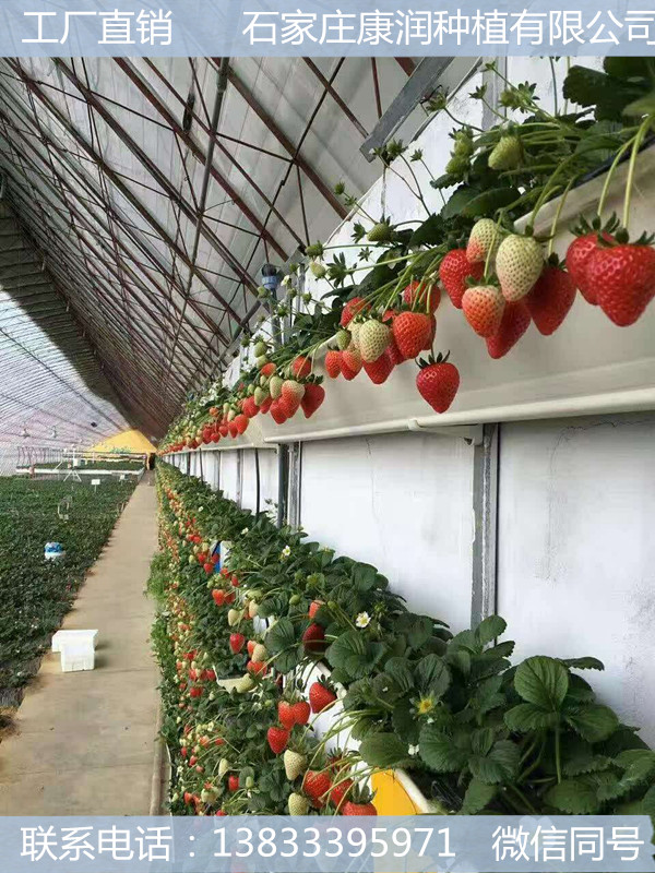 草莓种植槽批发
