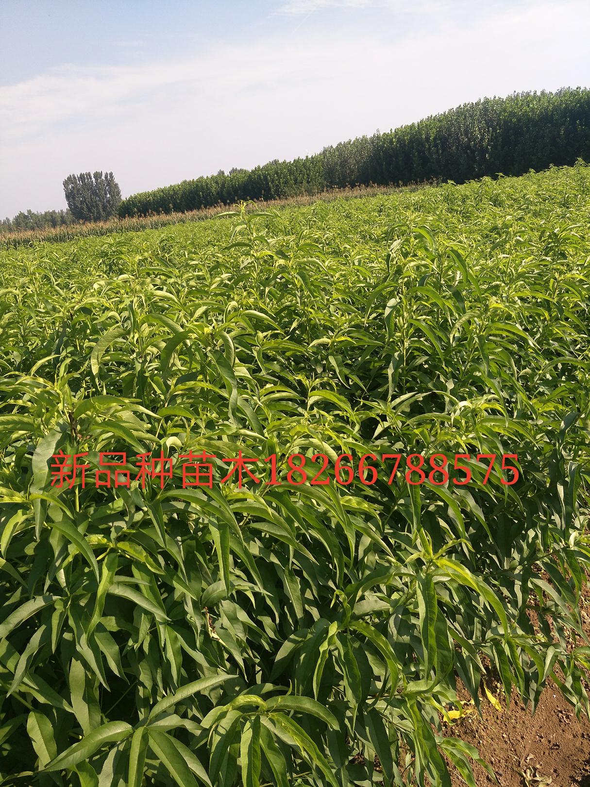 风味天后桃树苗山东风味天后桃树苗价格邹城风味天后桃苗基地