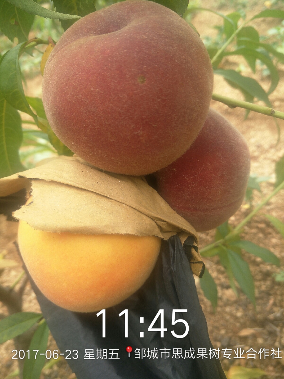 早熟黄桃品种金星6-21桃苗山东金星黄桃树苗批发价格