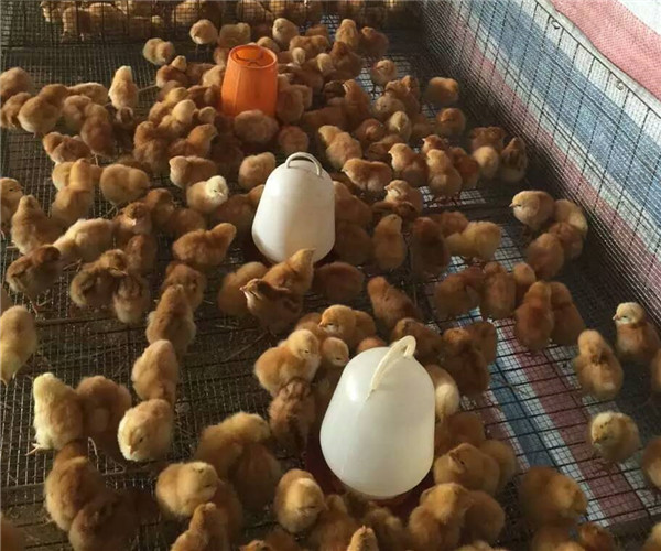 济宁市红玉鸡养殖技术，防疫程序厂家红玉鸡养殖技术，防疫程序