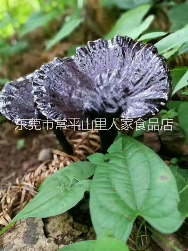 灵芝 椴木灵芝 韶关椴木灵芝 山里人家特产