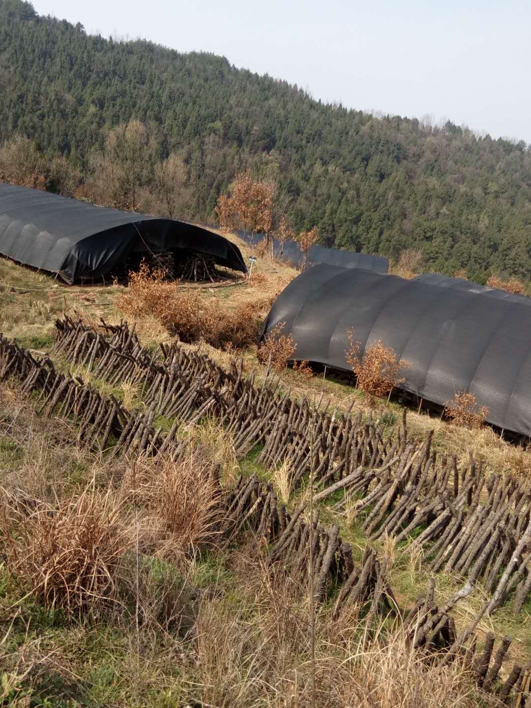 广元市羊肚菌种植基地厂家羊肚菌|四川羊肚菌基地|广元羊肚菌种植基地|羊肚菌基地直销|四川哪里有羊肚菌种植批发发 羊肚菌批发