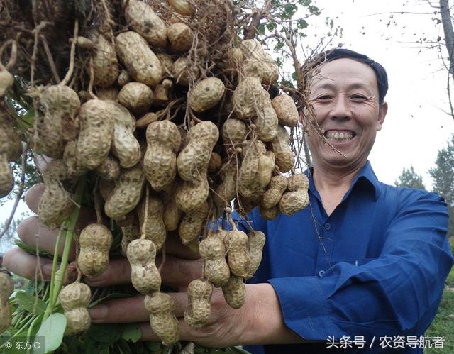 瀚小福花生两遍药花生高产套餐