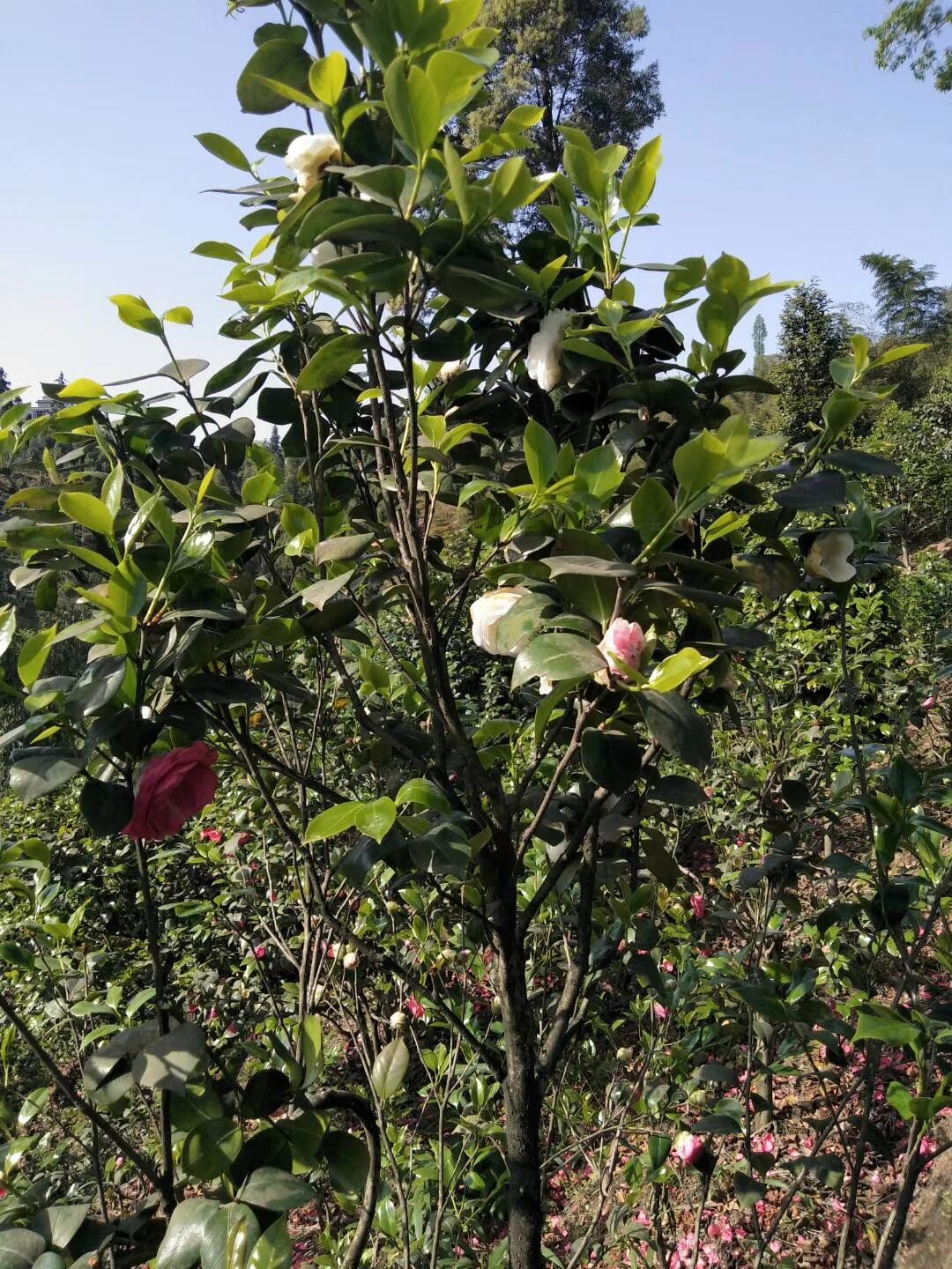 茶花树 茶花树批发 茶花树厂家直销图片