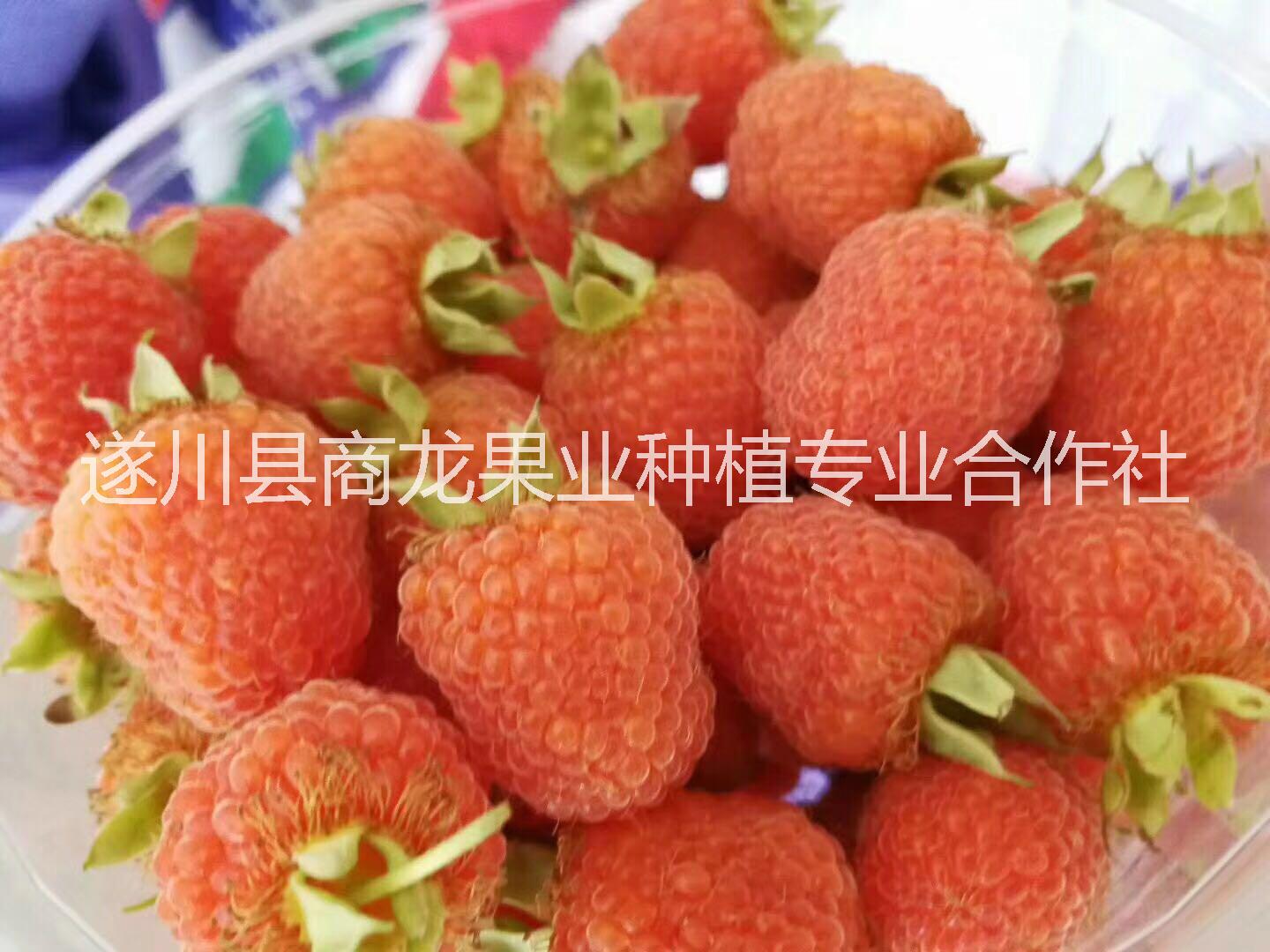 遂川商龙农科供应优质掌叶覆盆子红树莓种苗图片
