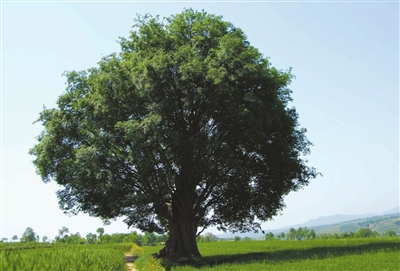 保定市河北保定榆树优质树苗供应基地价格厂家