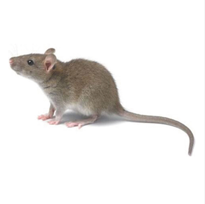 老鼠防治 烟台老鼠防治 烟台老鼠防治电话 烟台老鼠防治公司