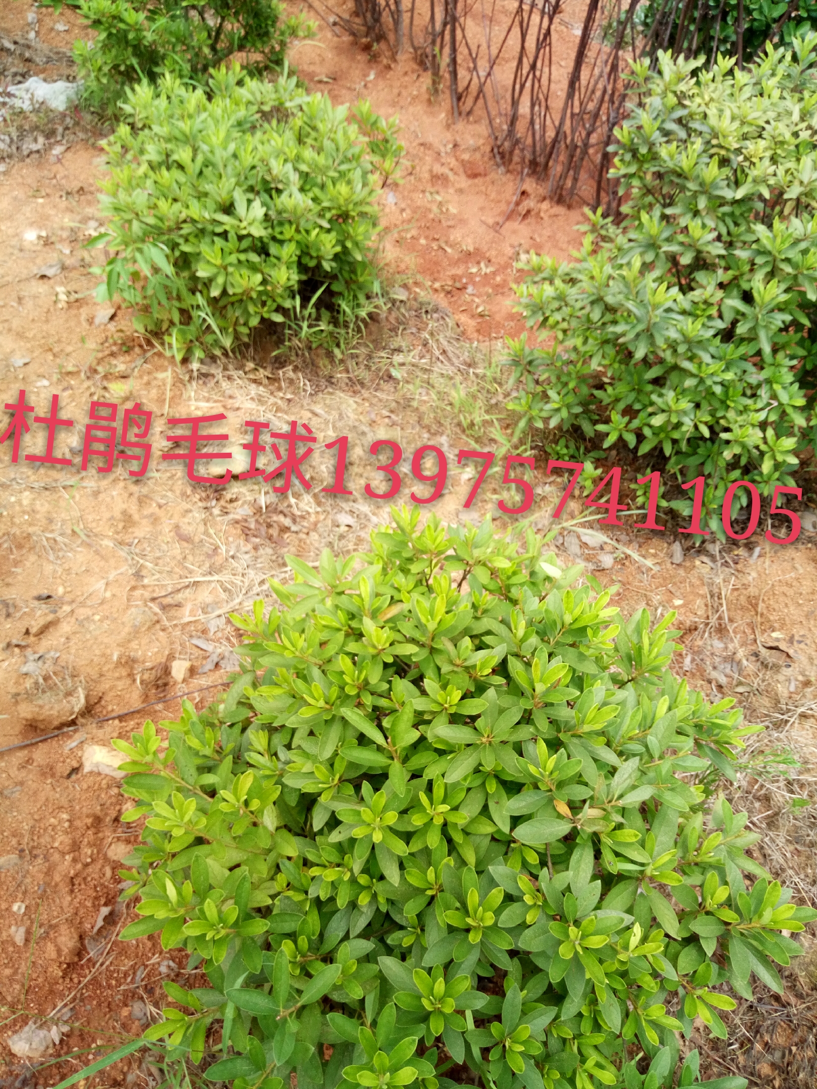 郴州市精诚园林绿化专业合作社