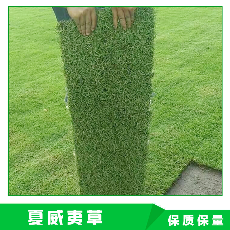 绿化草坪草皮草卷 优质夏威夷草直销图片
