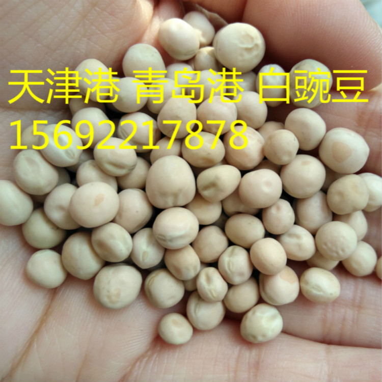 天津市白豌豆厂家白豌豆批发，鸽子饲料，做豌豆食品