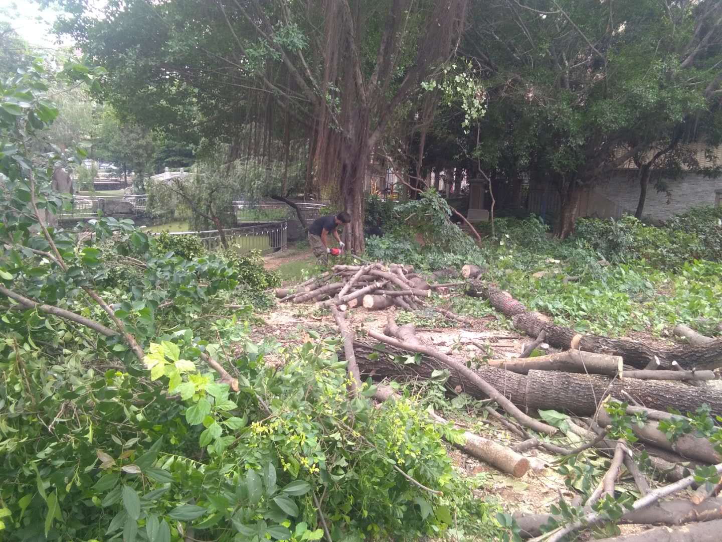 广州砍树工程队 专业街道绿化修枝工程 园林树木砍伐 小区危树砍伐