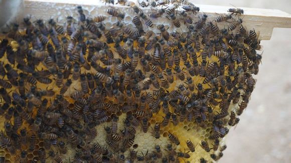中蜂养殖 中蜂养殖 中蜂养殖厂 中蜂养殖中心 中蜂养殖基地