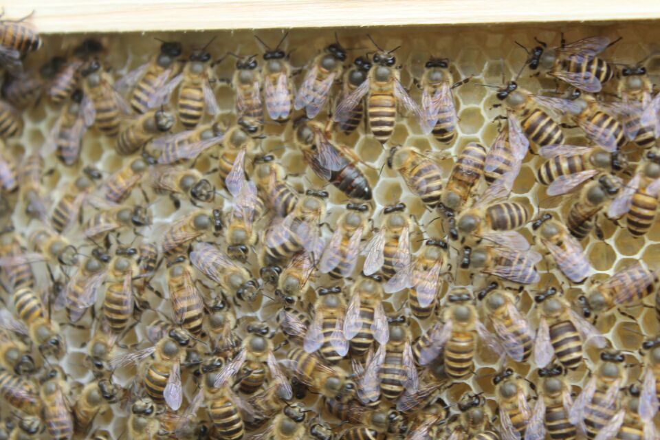 中蜂养殖 中蜂养殖 中蜂养殖厂 中蜂养殖中心 中蜂养殖基地