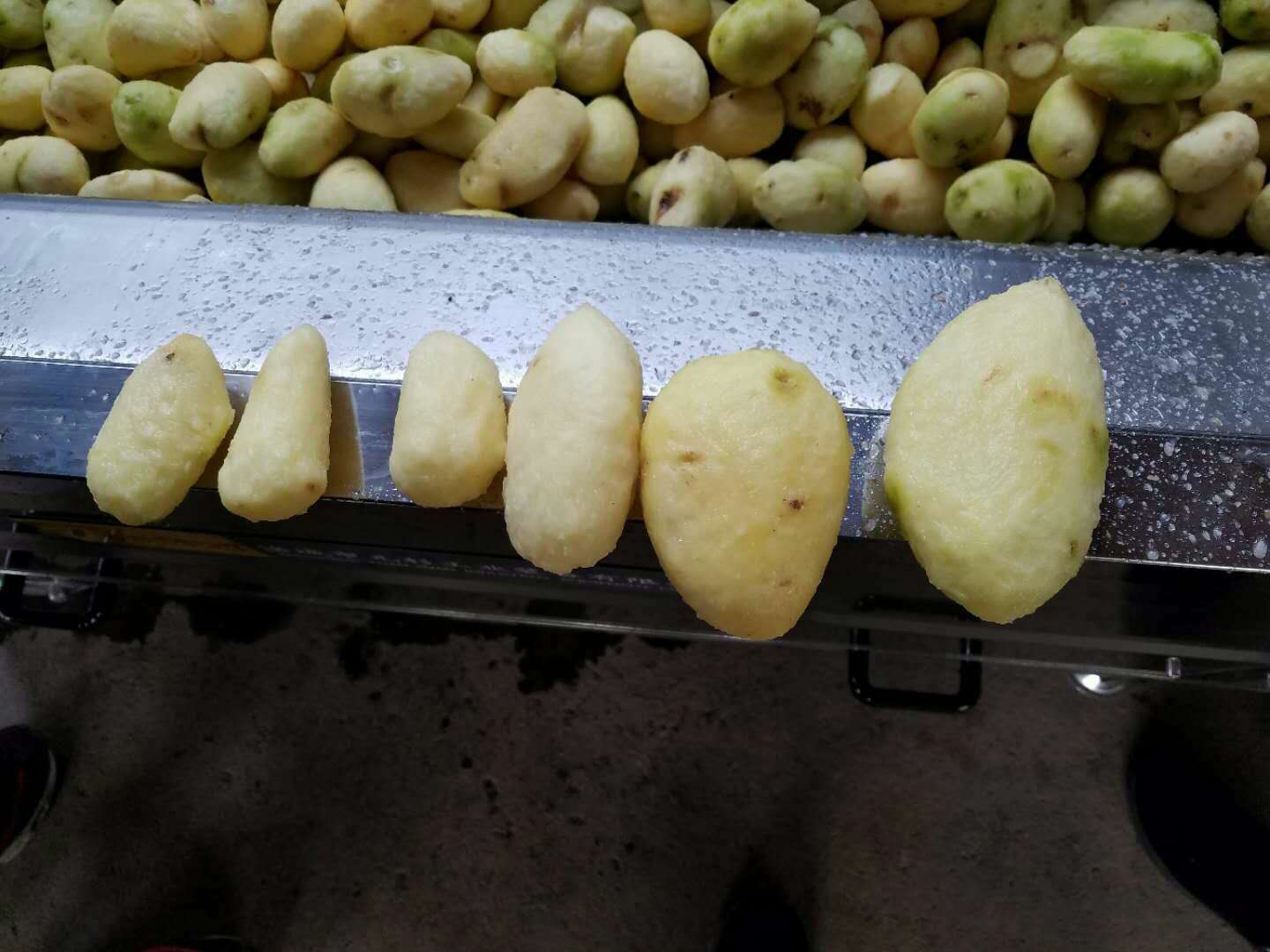 全自动土豆清洗去皮机1200型可应用于土豆，红薯，胡萝卜，水产贝类的清洗与去皮。