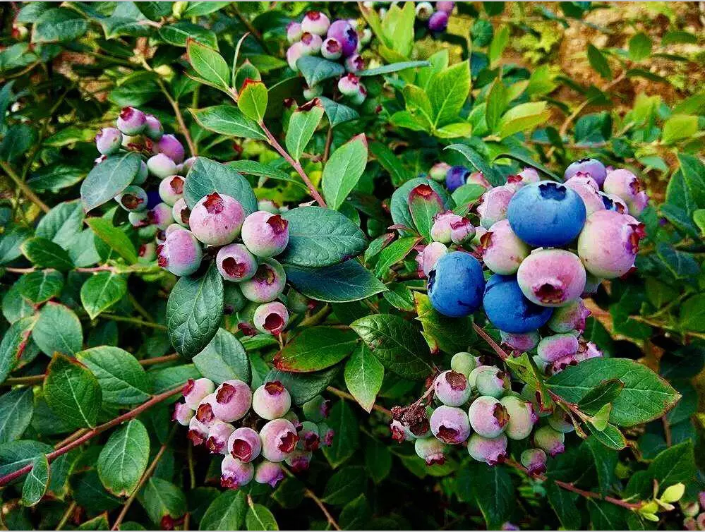 稼和农业科技供应蓝莓 新鲜浆果之王甸果蓝莓批发 量大价优欢迎致电