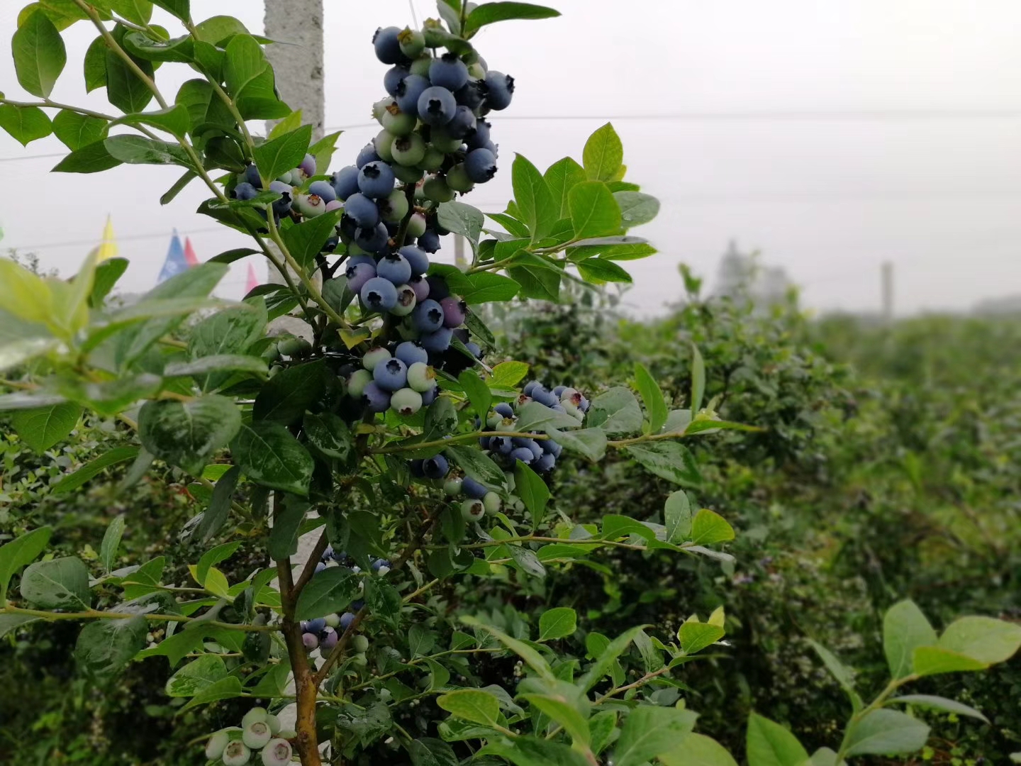 稼和农业科技供应蓝莓 新鲜浆果之王甸果蓝莓批发 量大价优欢迎致电