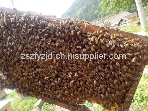 遵义中蜂养殖 遵义中蜂养殖技术 遵义中蜂养殖销售 遵义中蜂养殖厂