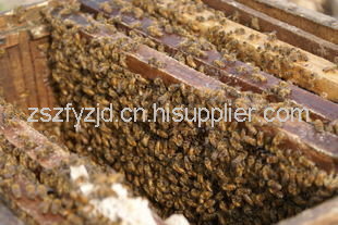 遵义种蜂养殖 遵义种蜂养殖厂家 遵义种蜂养殖电话 遵义种蜂养殖地址