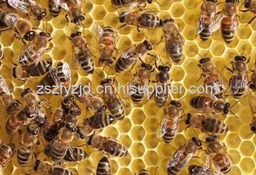 贵州养蜂 贵州养蜂基地 贵州养蜂地址 贵州养蜂蜂种