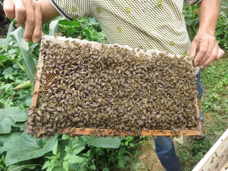 贵州中蜂 贵州中蜂养殖技术 贵州中蜂供应商 贵州中蜂批发商图片