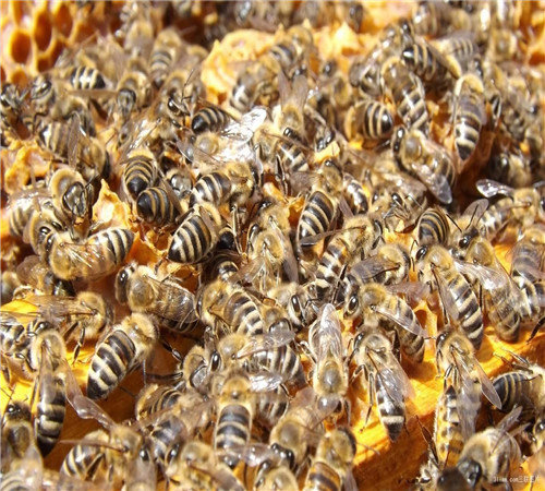 贵州中蜂养殖批发