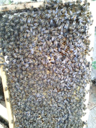 贵州种蜂 贵州种蜂批发 贵州种蜂养殖 贵州种蜂繁殖