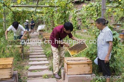 贵州蜜蜂养殖 贵州蜜蜂养殖技术 贵州蜜蜂养殖销售 贵州蜜蜂养殖基地