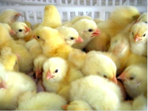 贵州家禽养殖 贵州家禽养殖基地 贵州家禽养殖销售 贵州家禽养殖厂