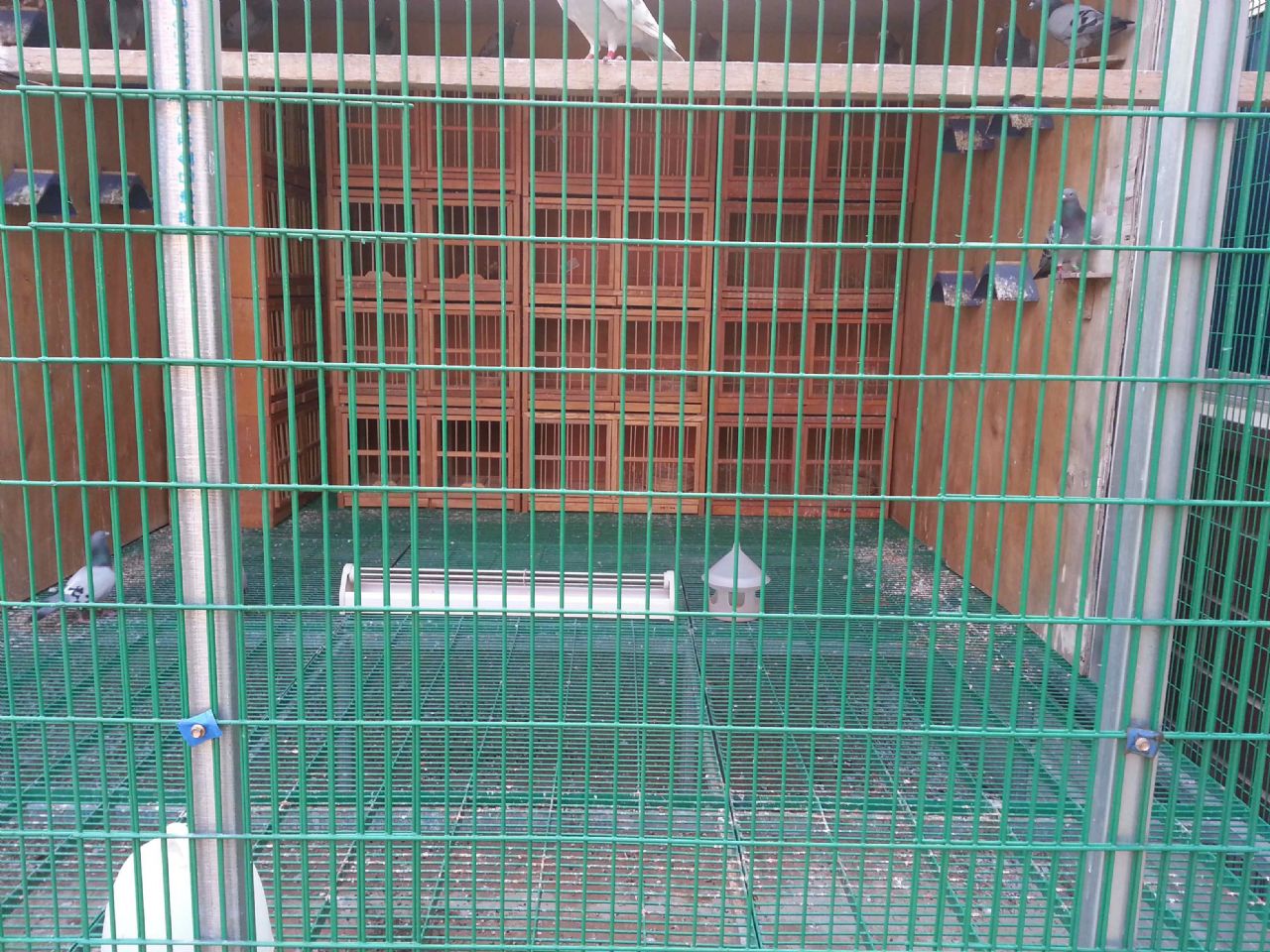 贵州鸽笼厂家直销 专业定制养殖设备 贵州鸽笼 贵阳鸽笼图片