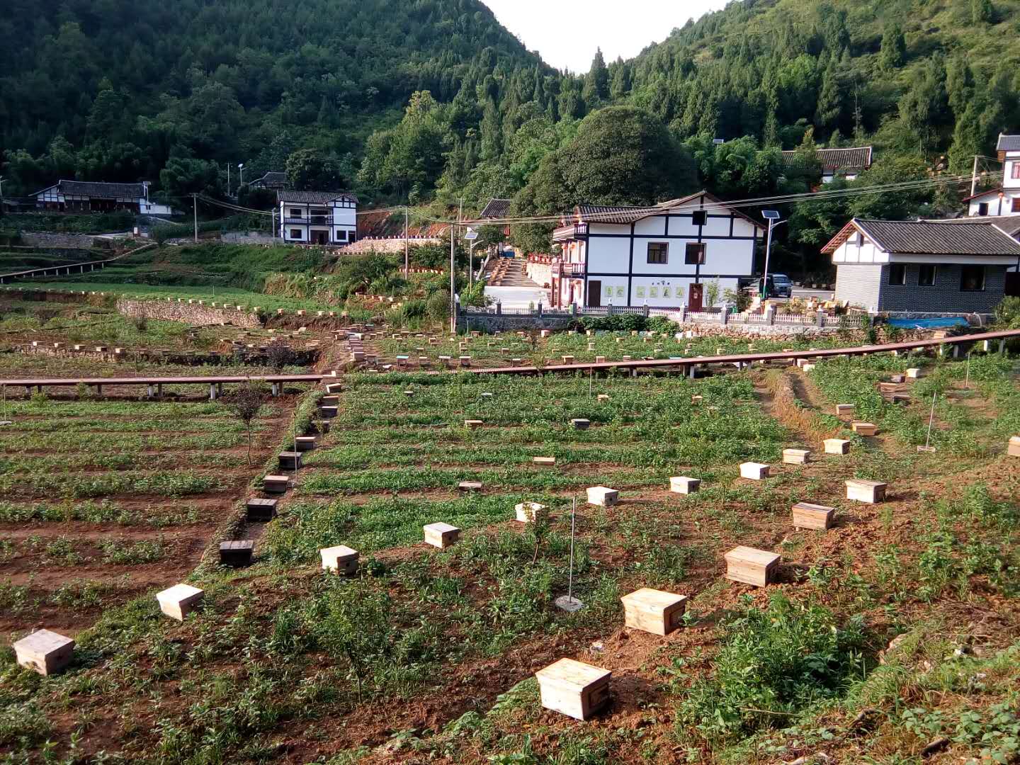 遵义市土蜜蜂厂家