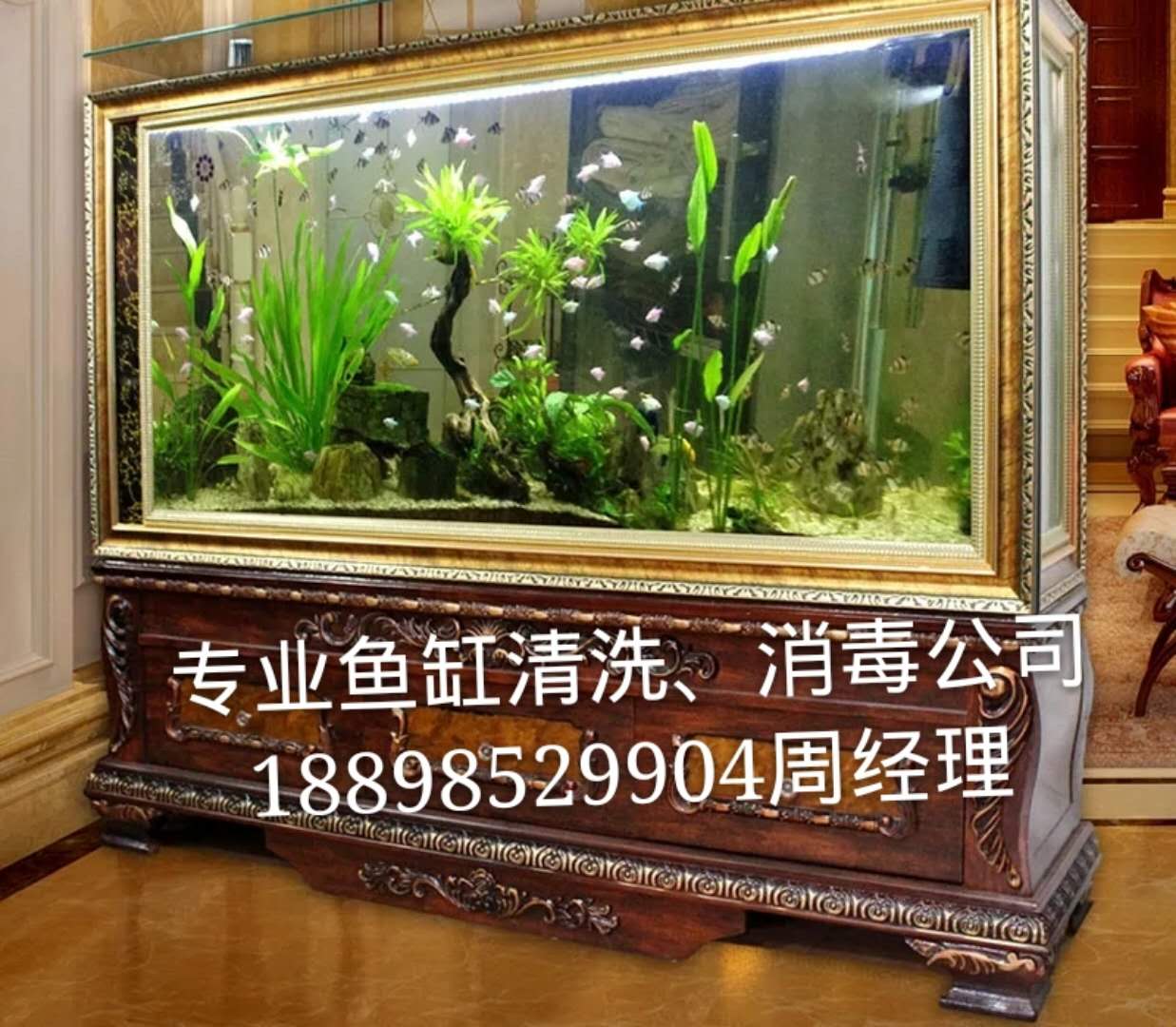 广州鱼缸清洗、天河鱼缸清洗 广州专业鱼缸清洗公司 鱼缸护理
