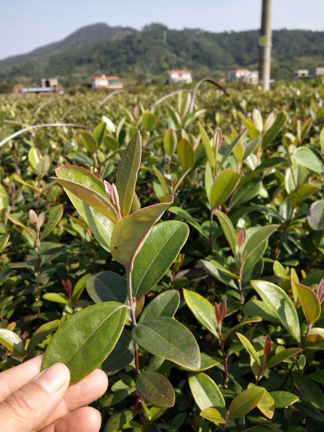 广州桃金娘种植基地 广东山稔子苗出售 野生山