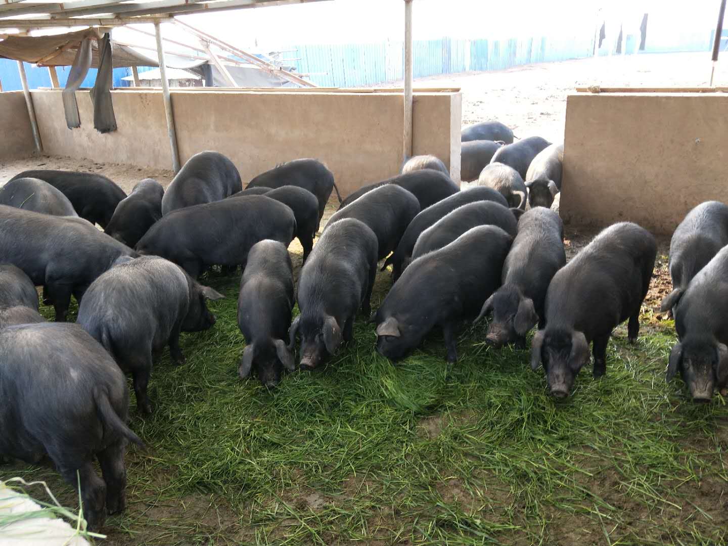 黑毛猪养殖基地 2018黑猪价格行情 黑毛猪批发多少钱图片