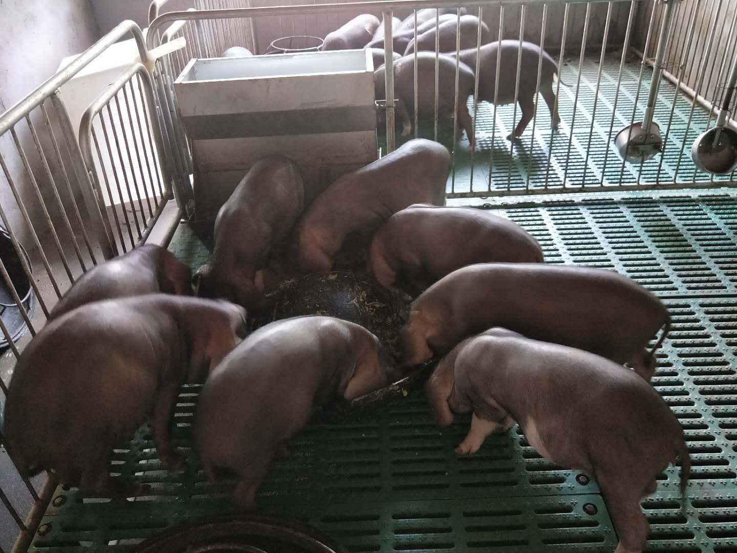 太湖原种母猪 养猪场原种太湖母猪价格 哪里买原种太湖母猪 选宿迁长禾