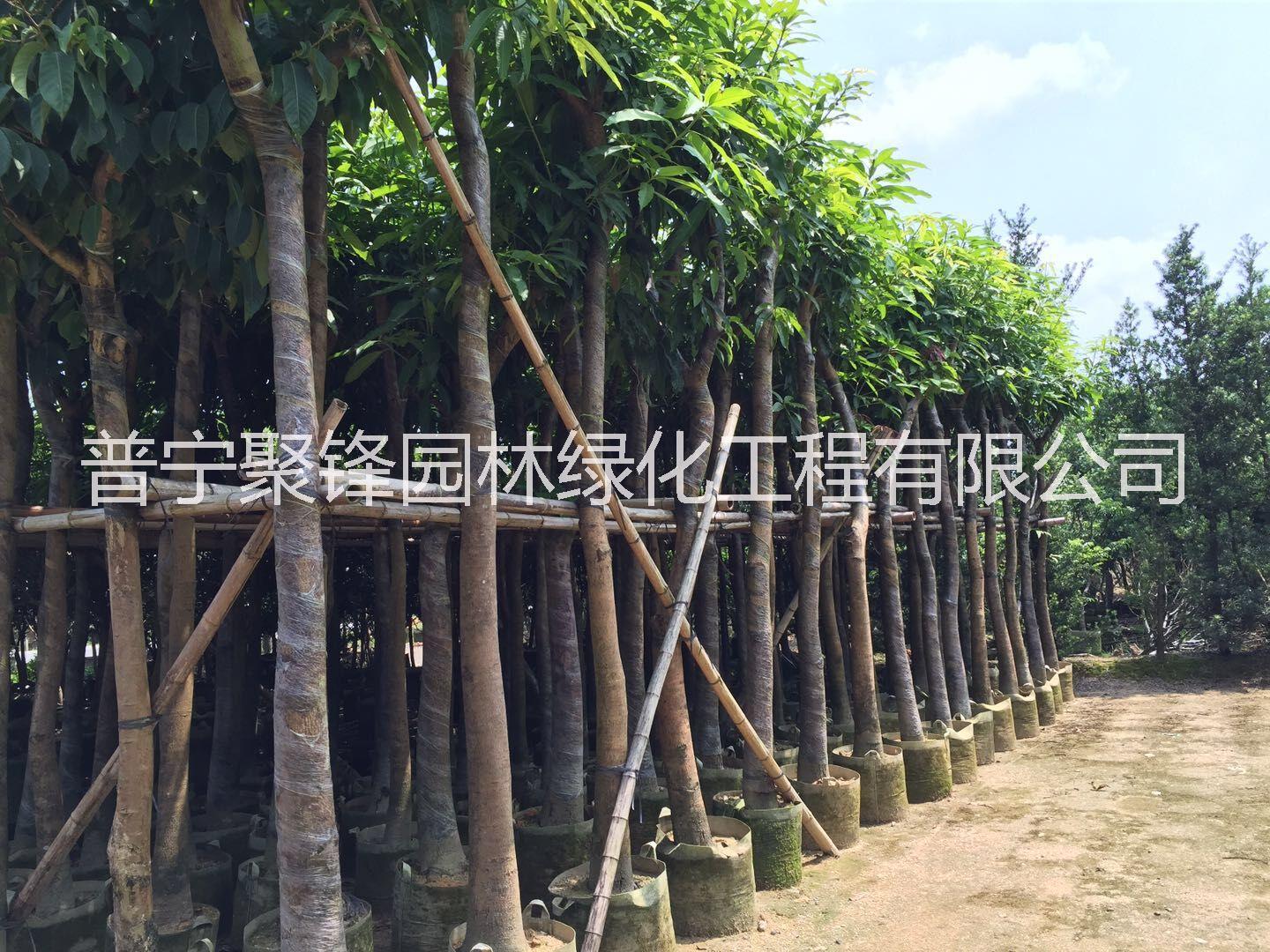 普宁绿化芒果树__绿化芒果树苗种植基地_芒果树苗批发价格_揭阳普宁绿化芒果树苗哪家好_揭阳普宁哪里有卖绿化芒果树苗