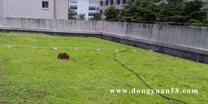 深圳市铺地锦竹草屋顶隔热草坪屋顶绿化厂家