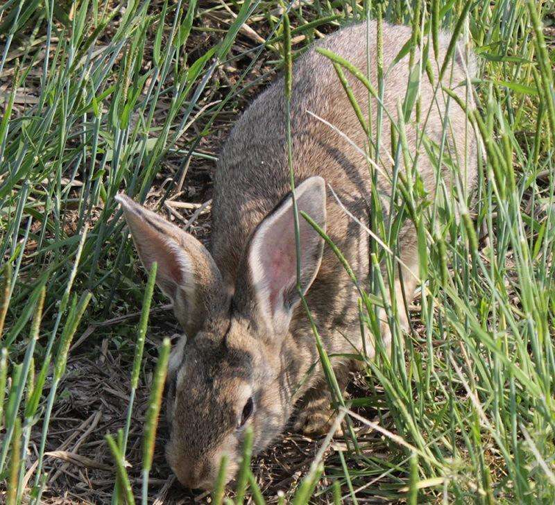 供应比利时杂交野兔 比利时杂交野兔价格 比利时杂交野兔 杂交野兔图片