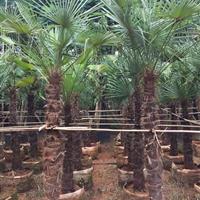 云南棕树出售 昆明棕树供应商 云南棕树报价 云南棕树种植基地