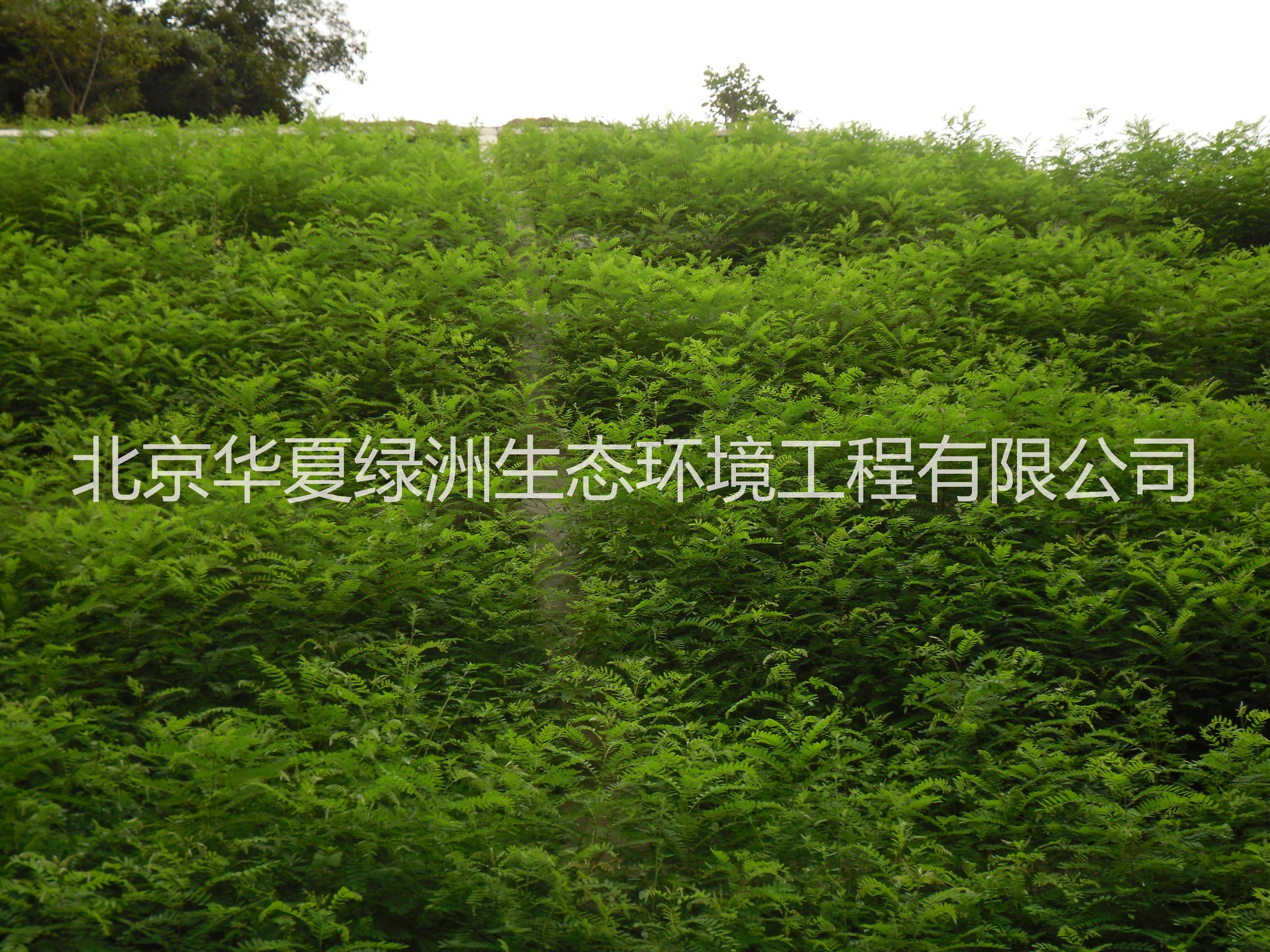 北京喷播绿化技术边坡 生态混凝土护坡技术 生态混凝土绿化护坡防洪工程 生态混凝土绿化护坡生态砼护坡 边坡框格梁植生袋护坡